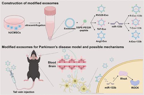 Rvg Peptide Modified Exosomes Loaded With Mir B Mediate The Rhoa