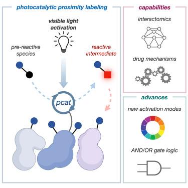 Current Advances In Photocatalytic Proximity Labeling Cell Chemical