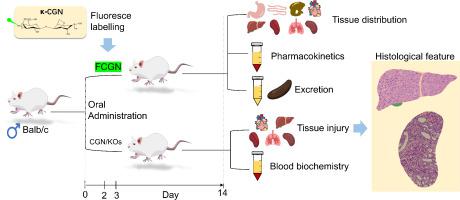 口服角叉菜胶在小鼠体内的药代动力学组织分布和亚急性毒性 International Journal of Biological