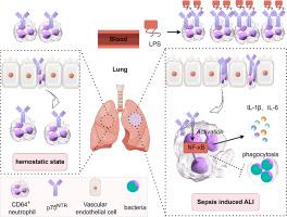 P75NTR CD64 Neutrophils Promote Sepsis Induced Acute Lung Injury