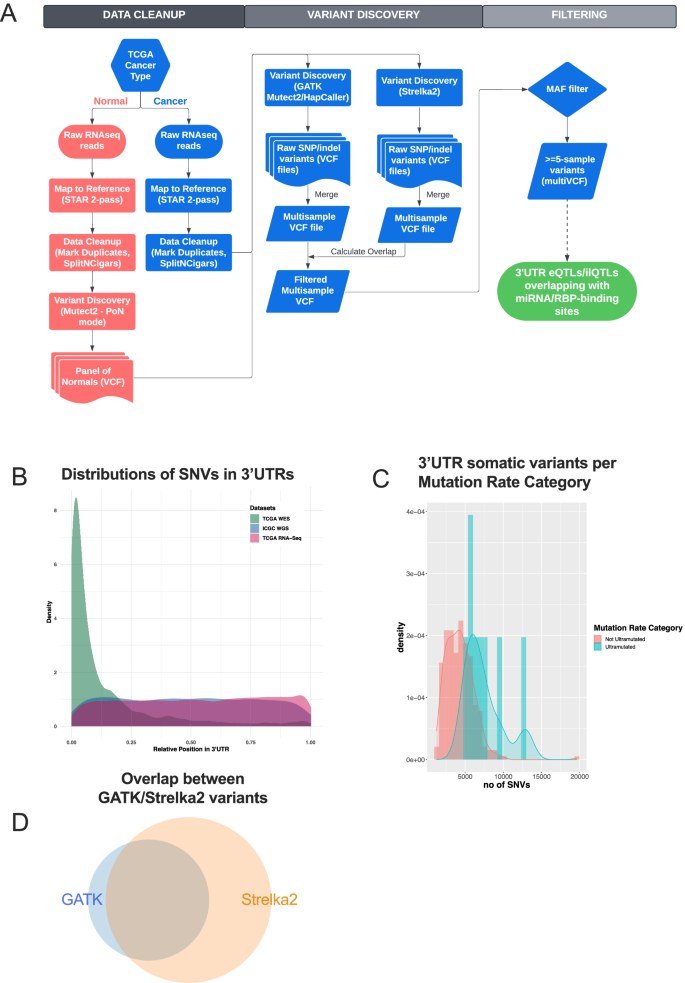 Determinants Of Gastric Cancer Immune Escape Identified From Non Coding