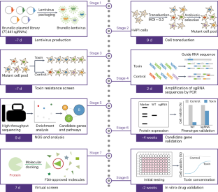 Integrating Genome Wide CRISPR Screens And In Silico Drug Profiling For