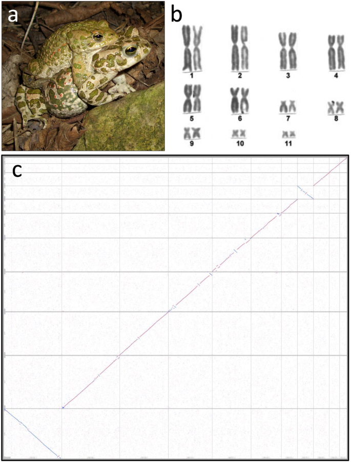 A Candidate Sex Determination Locus In Amphibians Which Evolved By