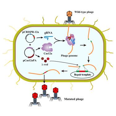 Crispr Cas A Iscience X Mol