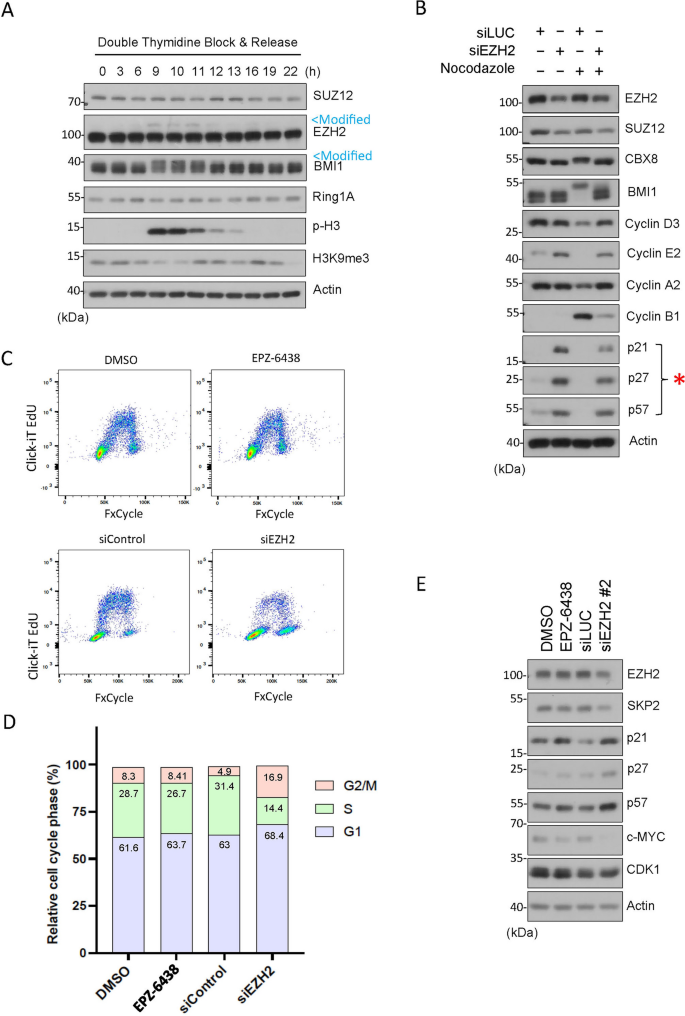 Enzyme Independent Role Of Ezh In Regulating Cell Cycle Progression