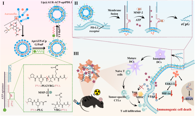 Programmable Melanoma Targeted Radio Immunotherapy Via Fusogenic