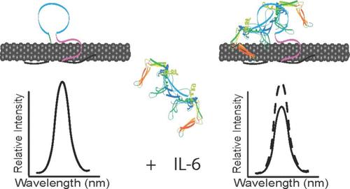 Optical Aptamer Based Cytokine Nanosensor Detects Macrophage Activation