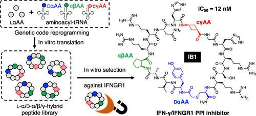 In Vitro Selection Of Macrocyclic L D Hybrid Peptides Targeting