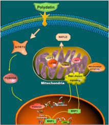 Nafld Sirt Foxo Bnip Pink Prkn