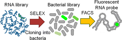 Broccoli Rapid Selection Of An Rna Mimic Of Green Fluorescent Protein