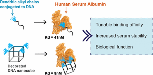 Development Of DNA Nanostructures For High Affinity Binding To Human