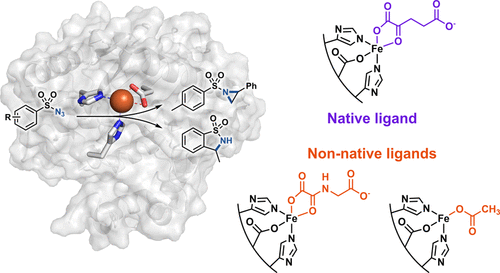 Nitrene Transfer Catalyzed By A Non Heme Iron Enzyme And Enhanced By