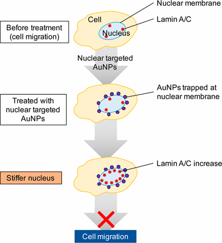 nuclear membrane-targeted gold nanoparticles