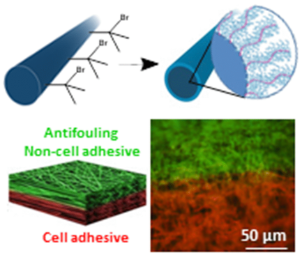 Modular And Versatile Spatial Functionalization Of Tissue Engineering