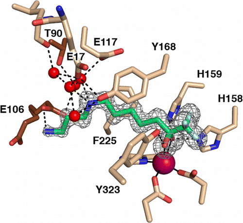 Design Synthesis And Evaluation Of Polyamine Deacetylase Inhibitors