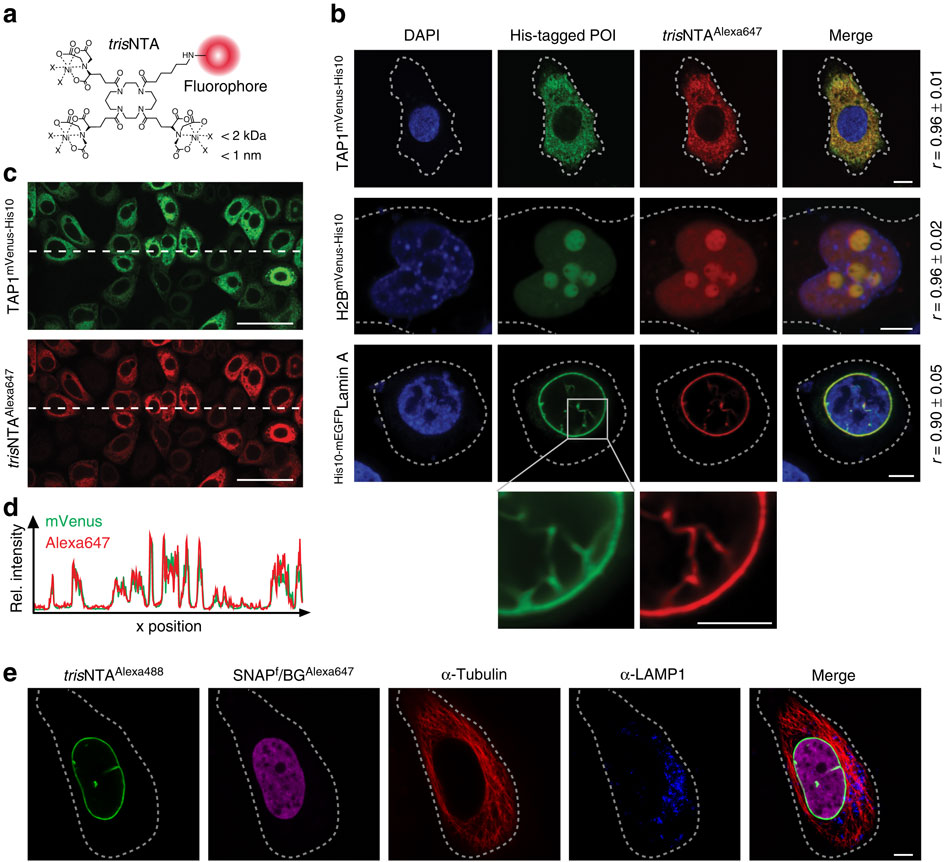 Live Cell Protein Labelling With Nanometre Precision By Cell Squeezing