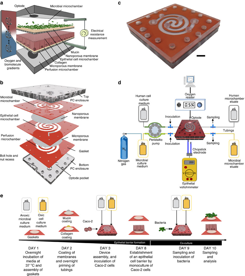 A Microfluidics Based In Vitro Model Of The Gastrointestinal Human