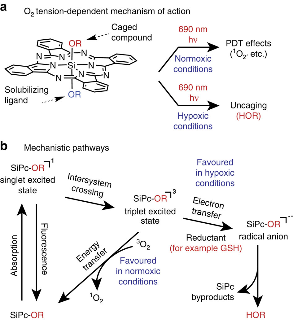 near-infrared uncaging or photosensitizing dictated by oxygen