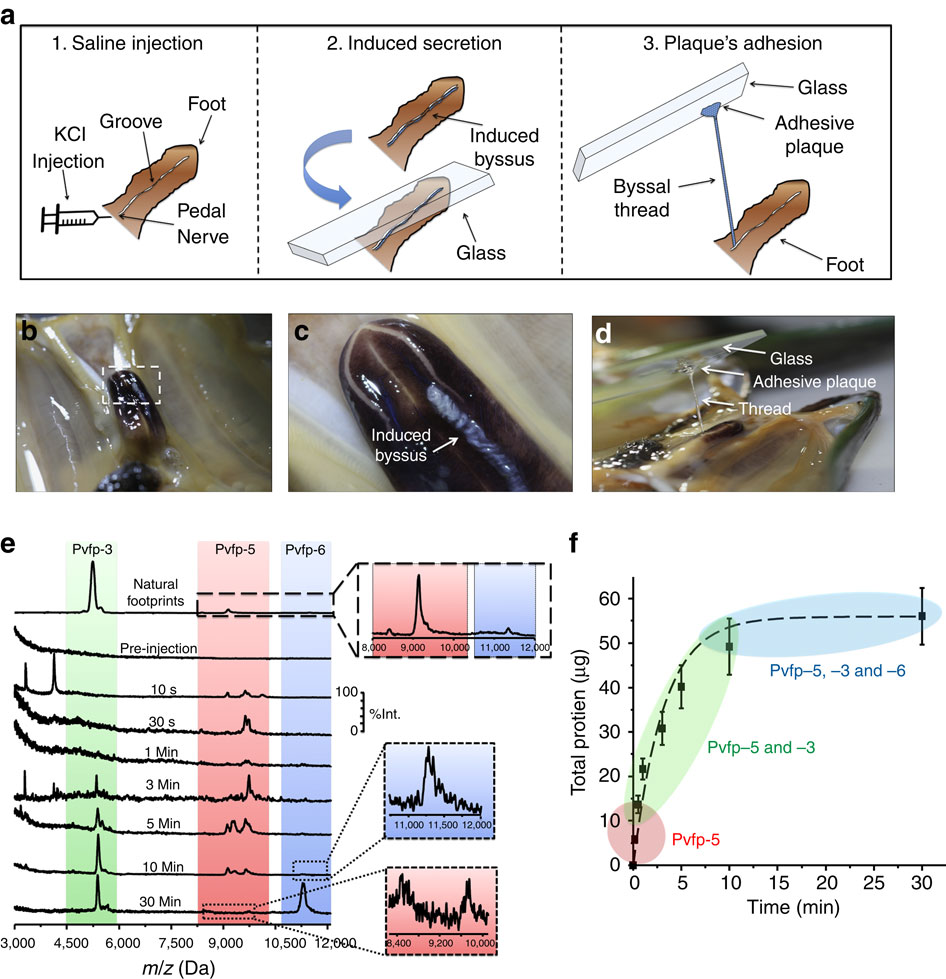 mussel adhesion is dictated by time-regulated secretion and