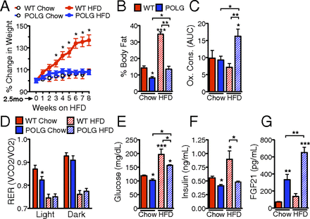 high-fat diet and fgf21 cooperatively promote aerobic