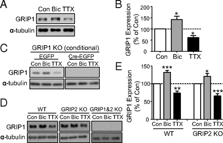 grip1 is required for homeostatic regulation of ampar