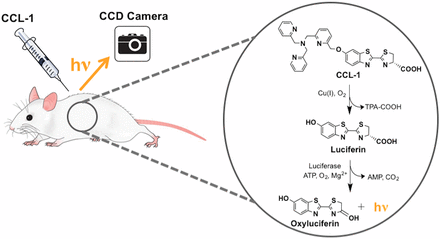 in vivo bioluminescence imaging reveals copper deficiency in a