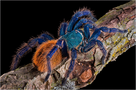 inner workings: tarantula tint inspires new ways