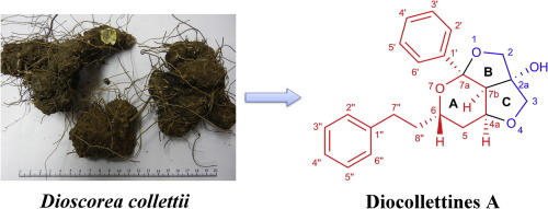 Diocollettines A An Unusual Tricyclic Diarylheptanoid Derivative From