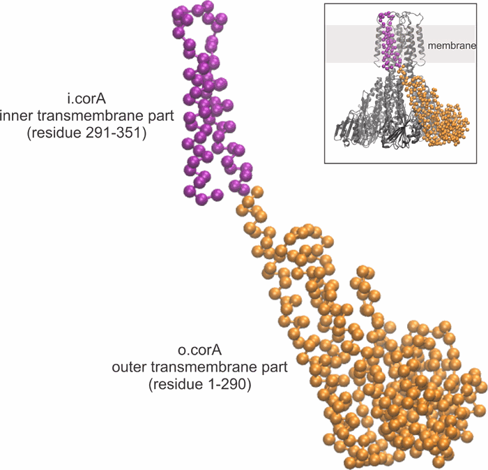 cora) transmembrane (tm) components are in