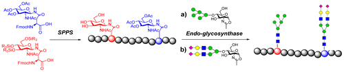 Site Selective Chemoenzymatic Glycosylation Of An Hiv Polypeptide