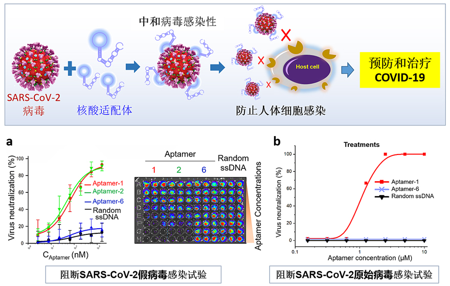 中和性核酸适配体阻断srbdace2结合并防止新冠病毒感染人体细胞
