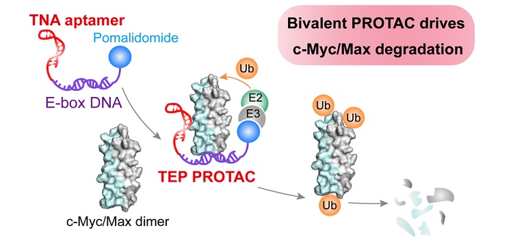 Jacs Protac X Mol