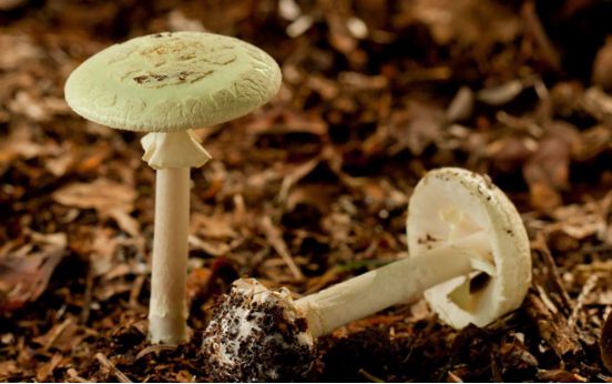 你不能正确辨别出野蘑菇的种类,最好别乱碰它们,因为一些蘑菇含有剧毒