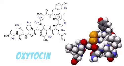 更容易产生乳汁,这时起作用的是大脑分泌的后叶催产素(oxytocin)