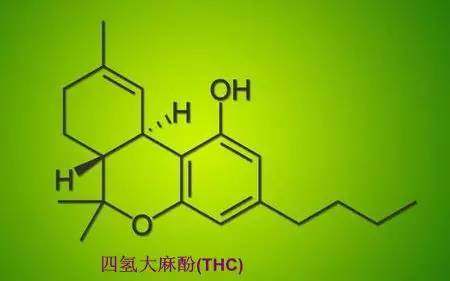 "也许大量的四氢大麻酚是通过一