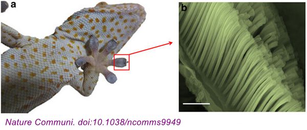 相关论文在《自然通讯(nature communications)上,以"壁虎刚毛的