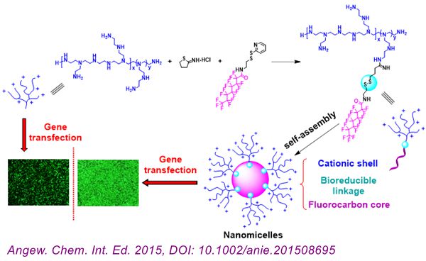 含氟内核的阳离子纳米胶束具有强dna绑定能力和高基因转染效率
