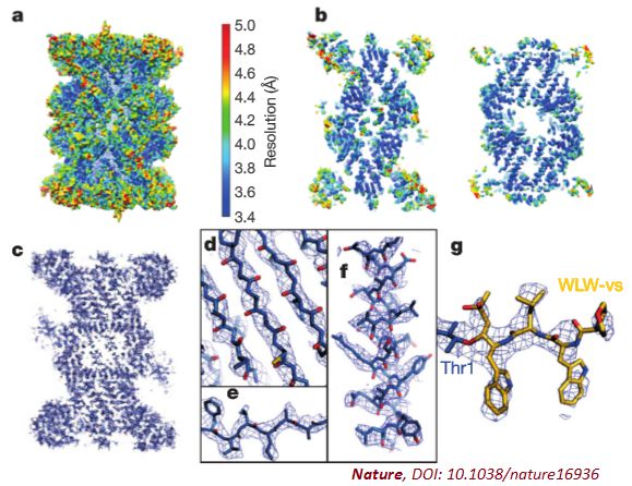 新靶标,新方向《nature》报道蛋白酶体抑制剂有望解决疟原虫抗药性