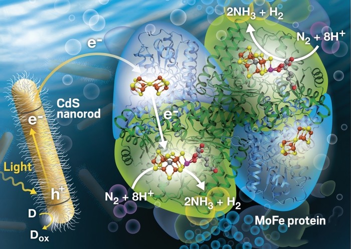 灵光一闪,由氮变氨:《science》报道"纳米 生物"技术利用光能固氮