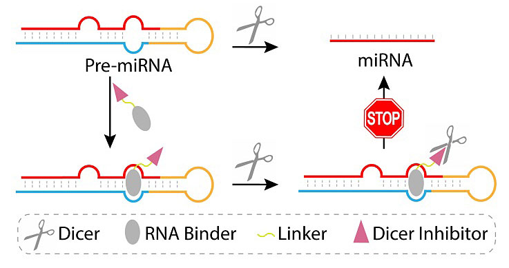 双功能小分子调节microrna的生物合成