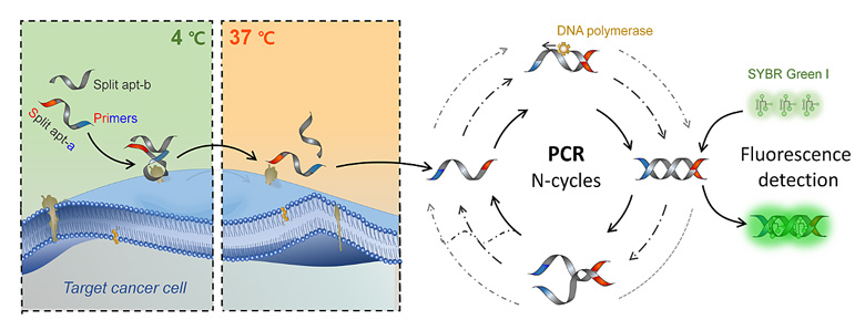 基于裂开型 aptamer 结合 pcr 技术用于肿瘤细胞的免标记高灵敏检测