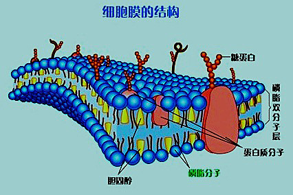 动物细胞膜.图片来源于网络