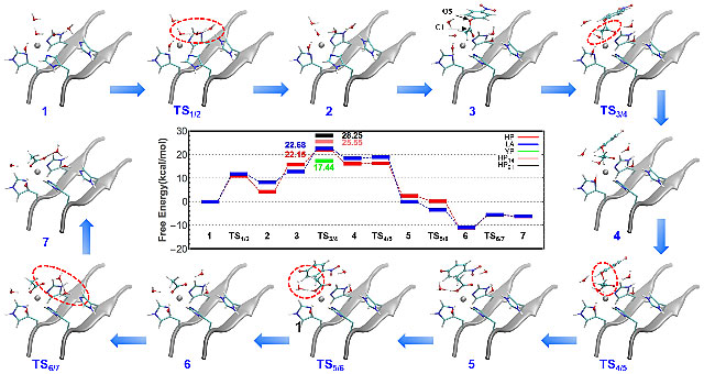 图6 不同序列多肽的催化机理及反应势能面.