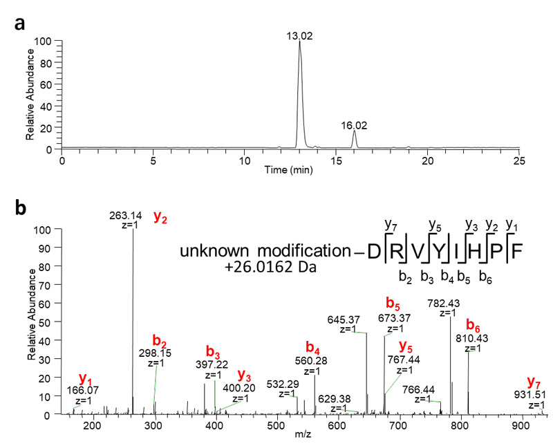 a)lc-ms分析肽段drvyihpf的二甲基标记产物;b)副产物的二级质谱图