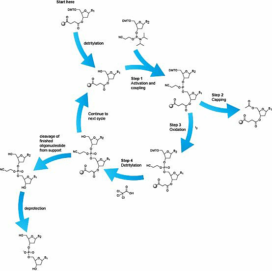 dna的定制合成:波澜不惊的表象与汹涌澎湃的革新