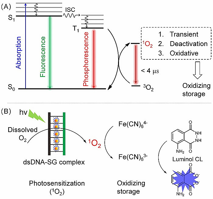 (a) 光敏产生单线态氧示意图和(b) 氧化还原媒介储存单线态氧氧化