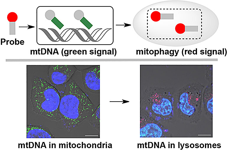 线粒体dna荧光成像新策略