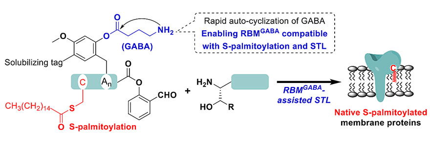 新型可脱除骨架修饰策略辅助的棕榈酰化膜蛋白化学合成