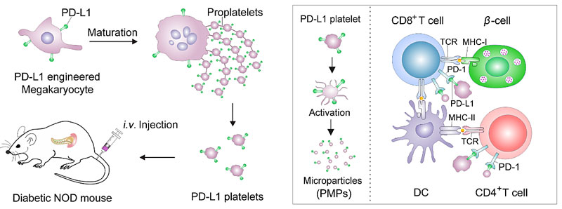 基因改造血小板高表达pdl1逆转新发1型糖尿病