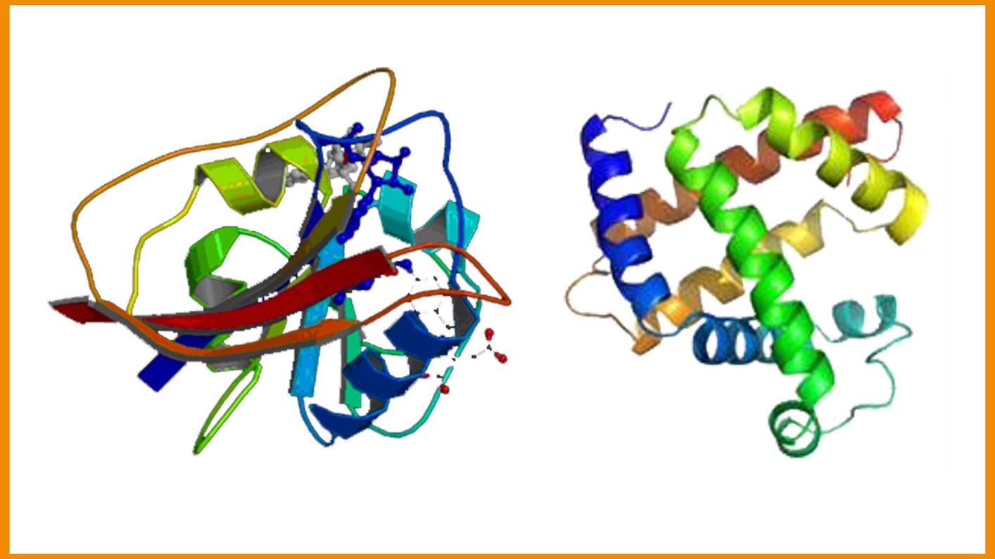 分析蛋白质三级结构的技术手段有哪些? - X-MOL问答- X-MOL学术平台